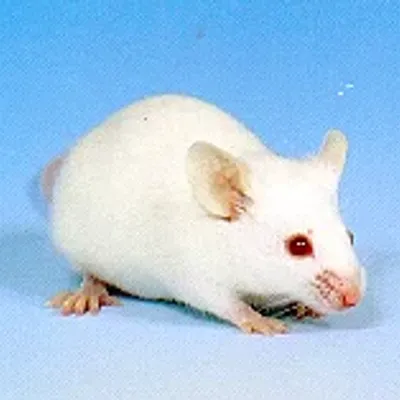 실험동물 
